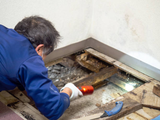 Crawl Space Mold Removal in Ferguson, MO
