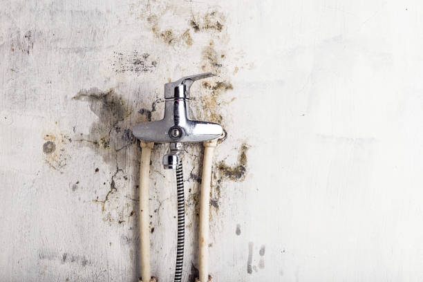 Best Best Mold Removal Companies  in Ferguson, MO