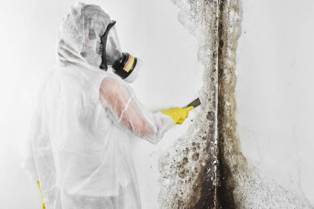Best Affordable Mold Removal  in Ferguson, MO