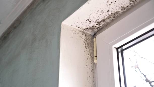 Professional Mold Removal in Ferguson, MO