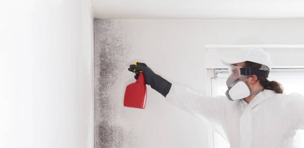 Best Emergency Mold Removal  in Ferguson, MO